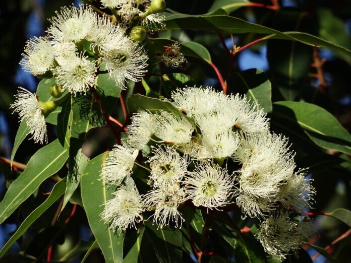 Eukalyptus