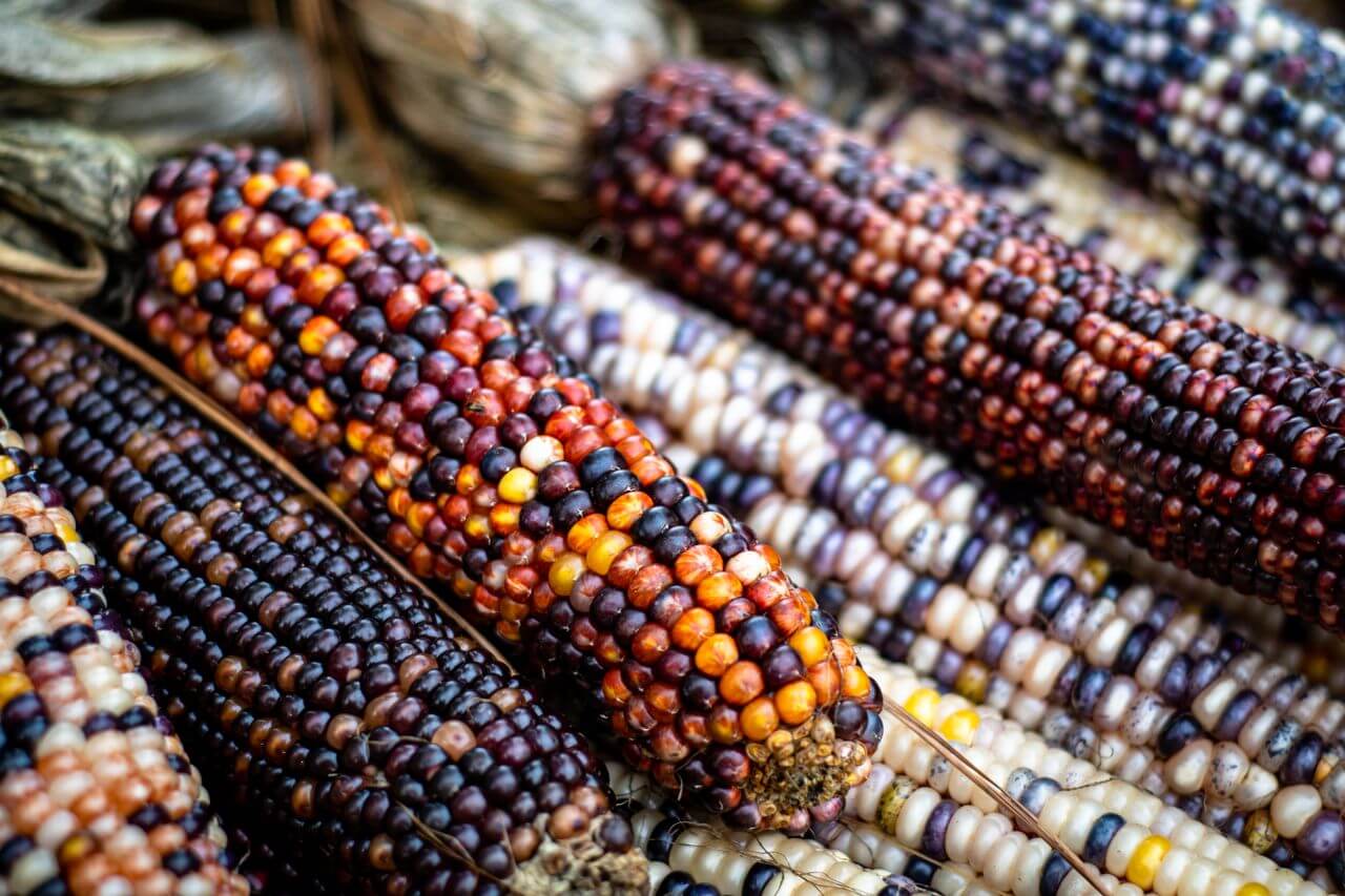 farebná kukurica, glass gem corn