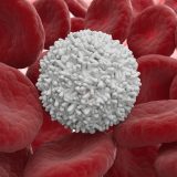 Biele krvinky – základ našej imunity