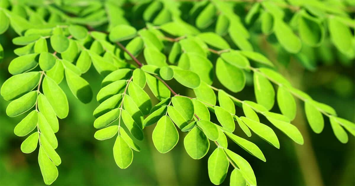 Moringa