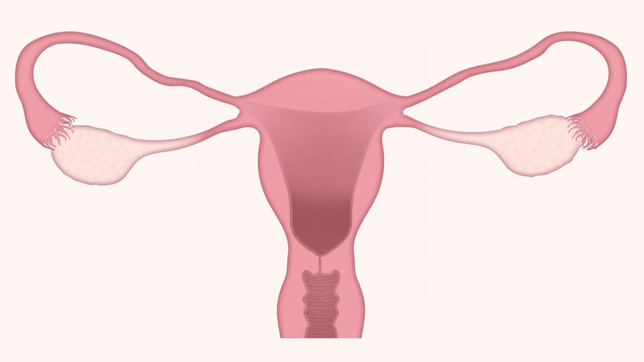 Bolesť krížov počas menštruácie. Reprodukčný systém.