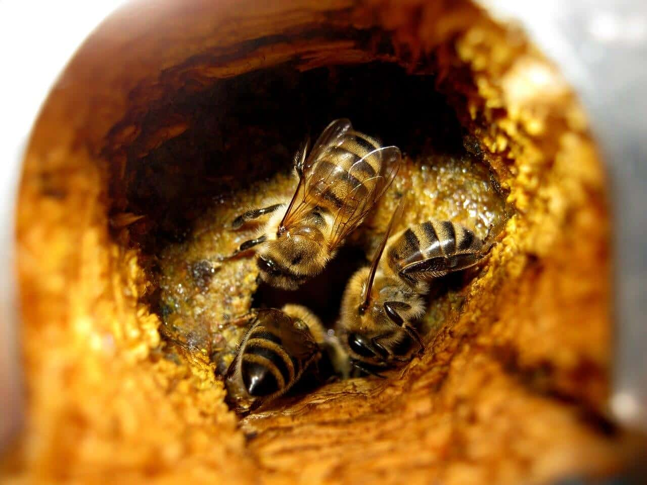 Herpes. Propolis