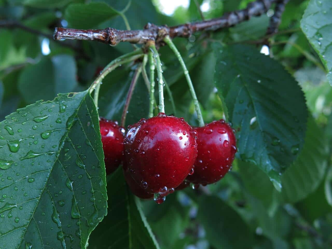 Ovocie a chudnutie. Čerešne