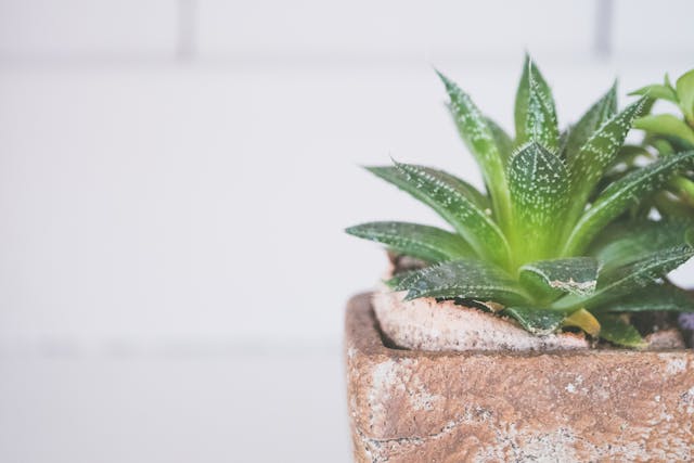 Aloe vera
