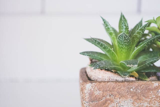 Bylinky na psoriázu. Aloe vera
