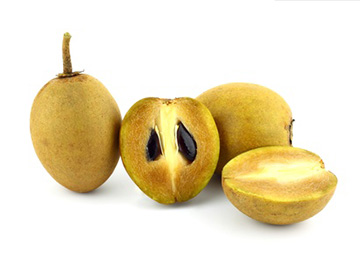 Sapodilla